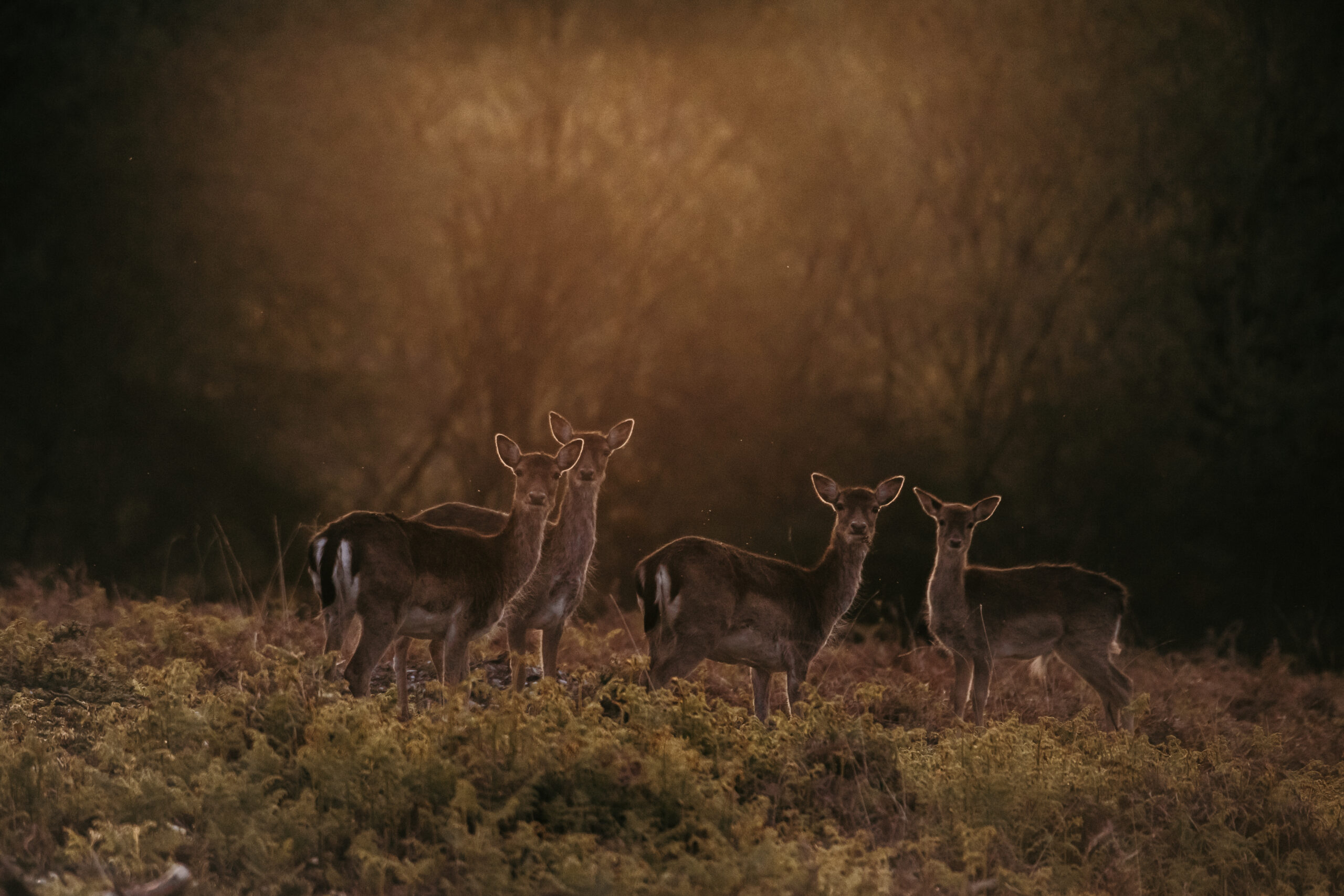 Photograph of a deer being backlit by sunrise light