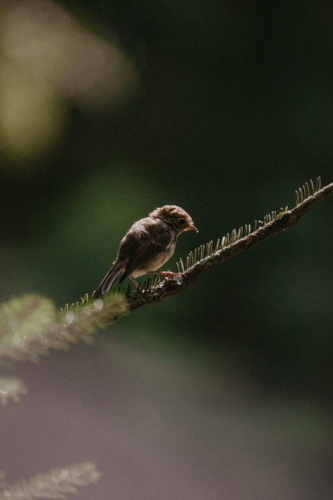 Bird photography in new forest, summer