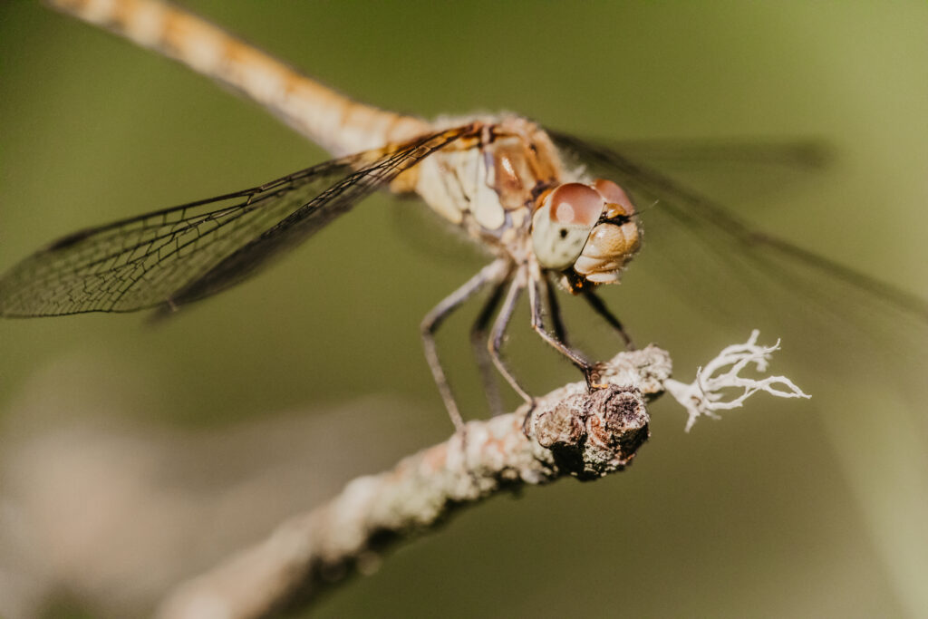 summer macro - dragonfly