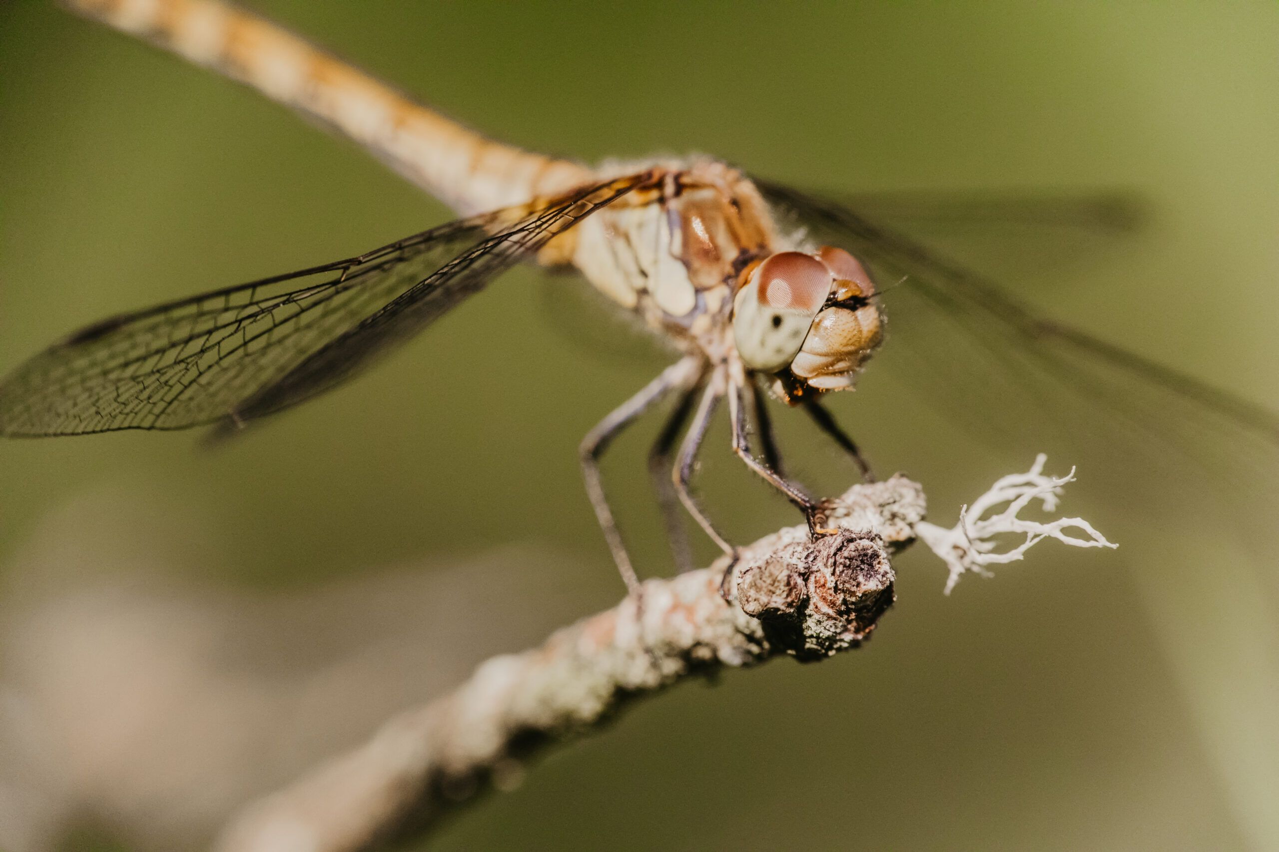 Macro photo of a dragonfly