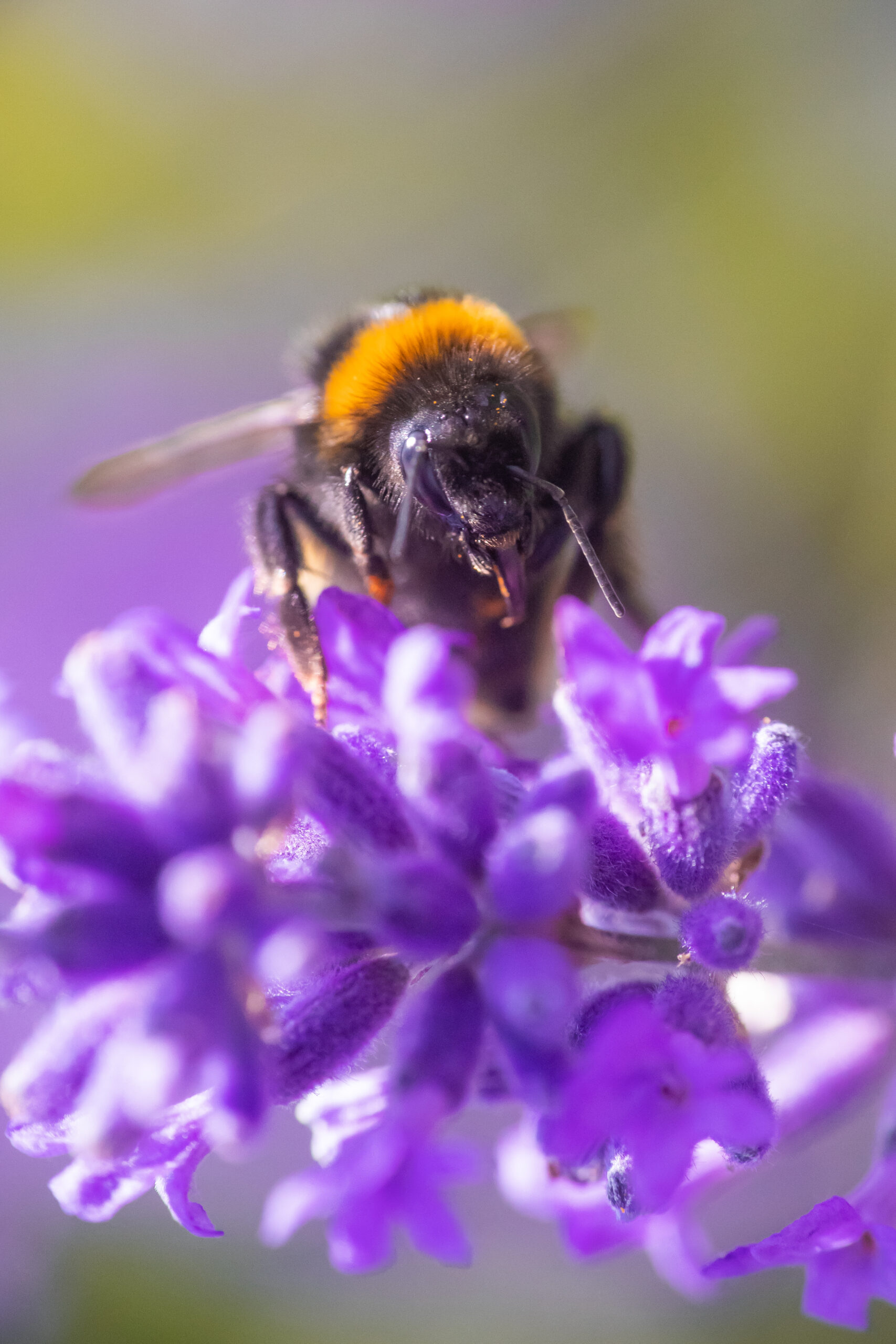 Macro Photo of a Bee on some lavender with it's tongue hanging out - Macro photography ideas for beginners
