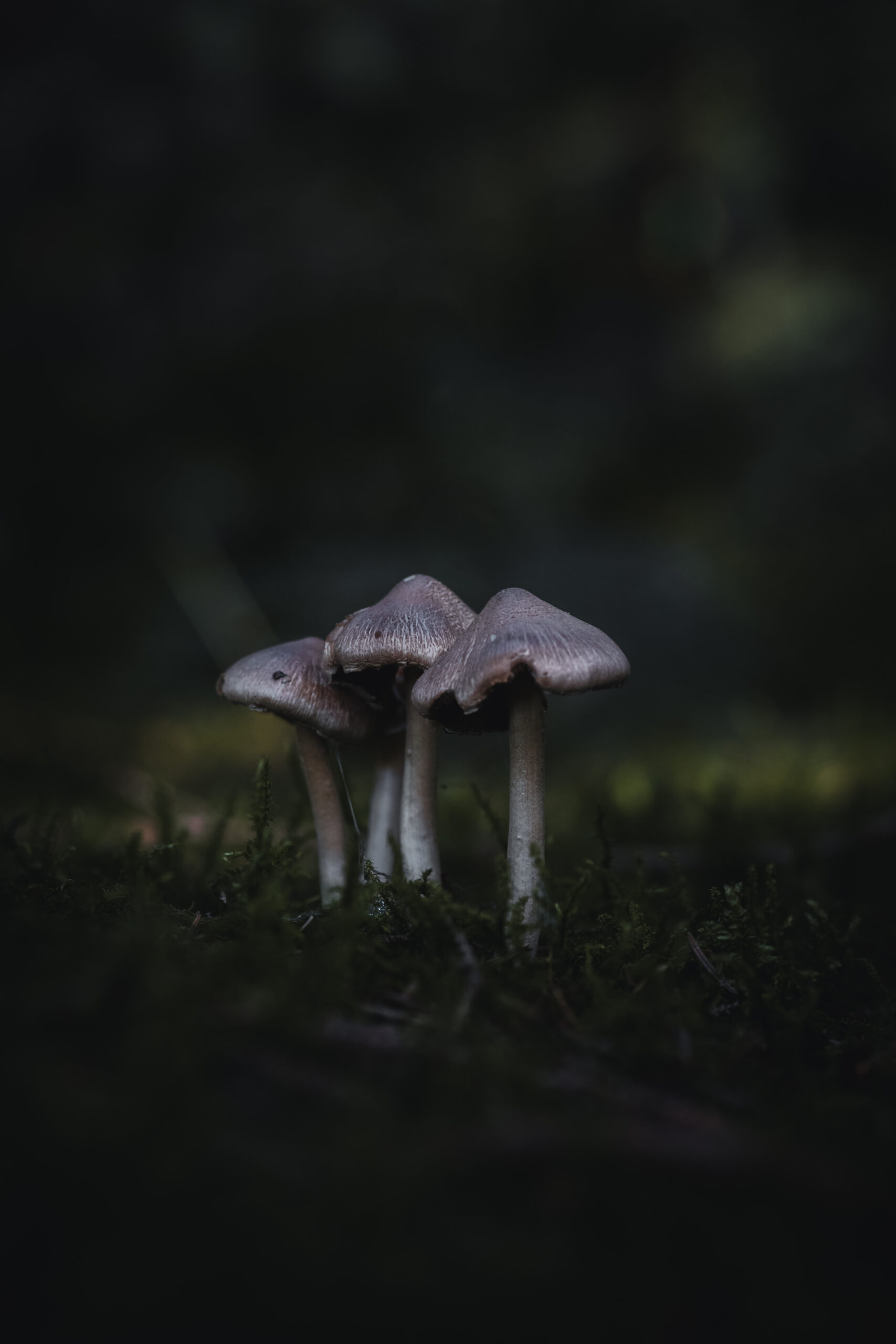 Photograph of mushrooms in Stockhill Woods