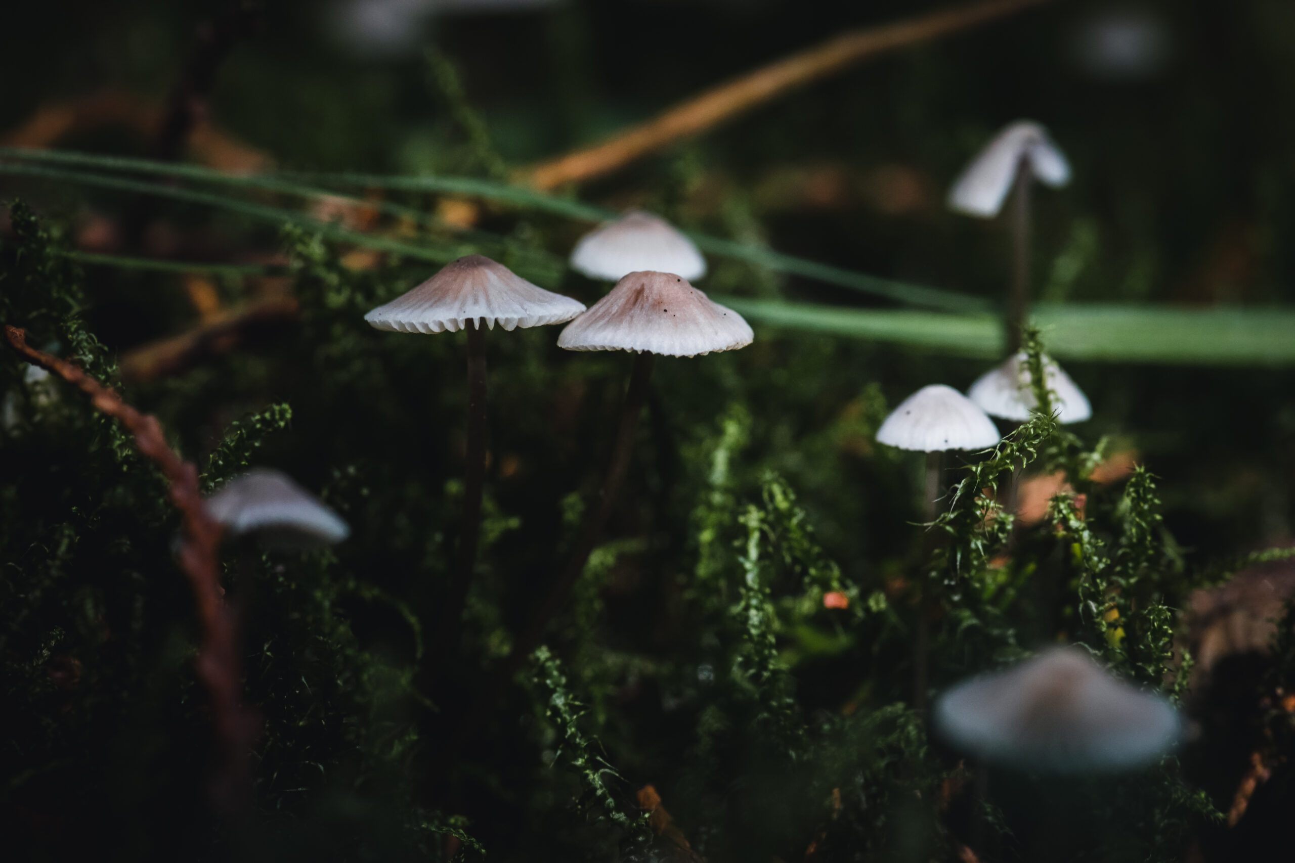 Mushrooms in the forest