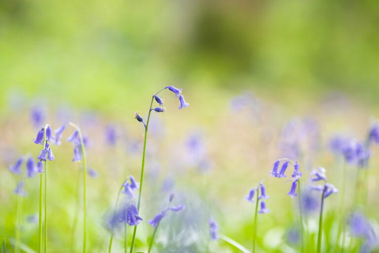 Bluebell Photography Tips & Inspiration