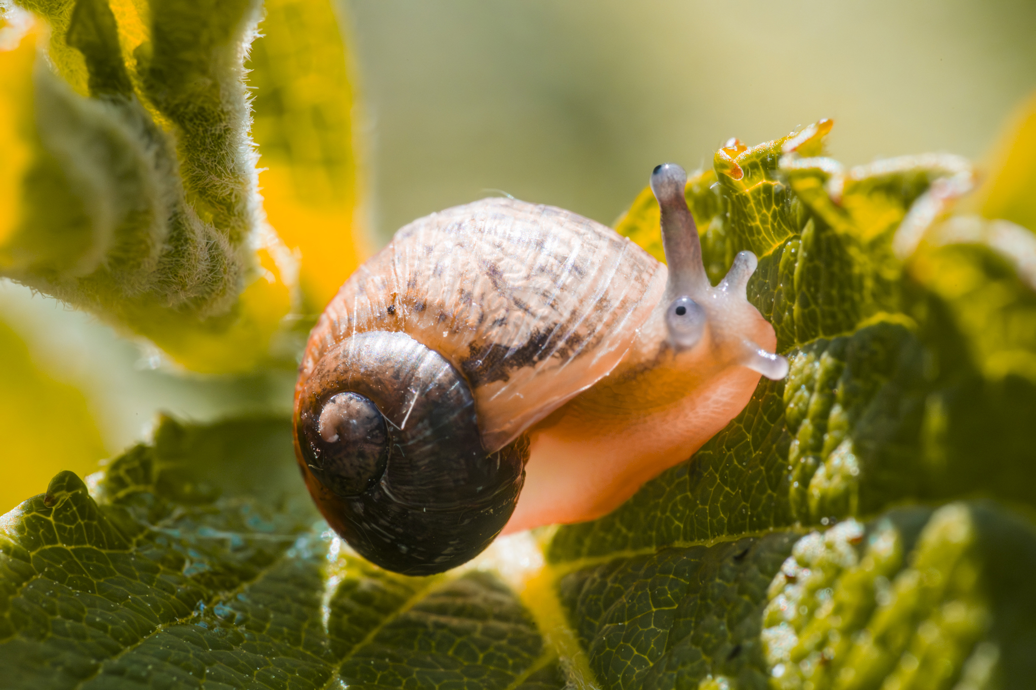 Macro photo of a snail - Start photography on a budget