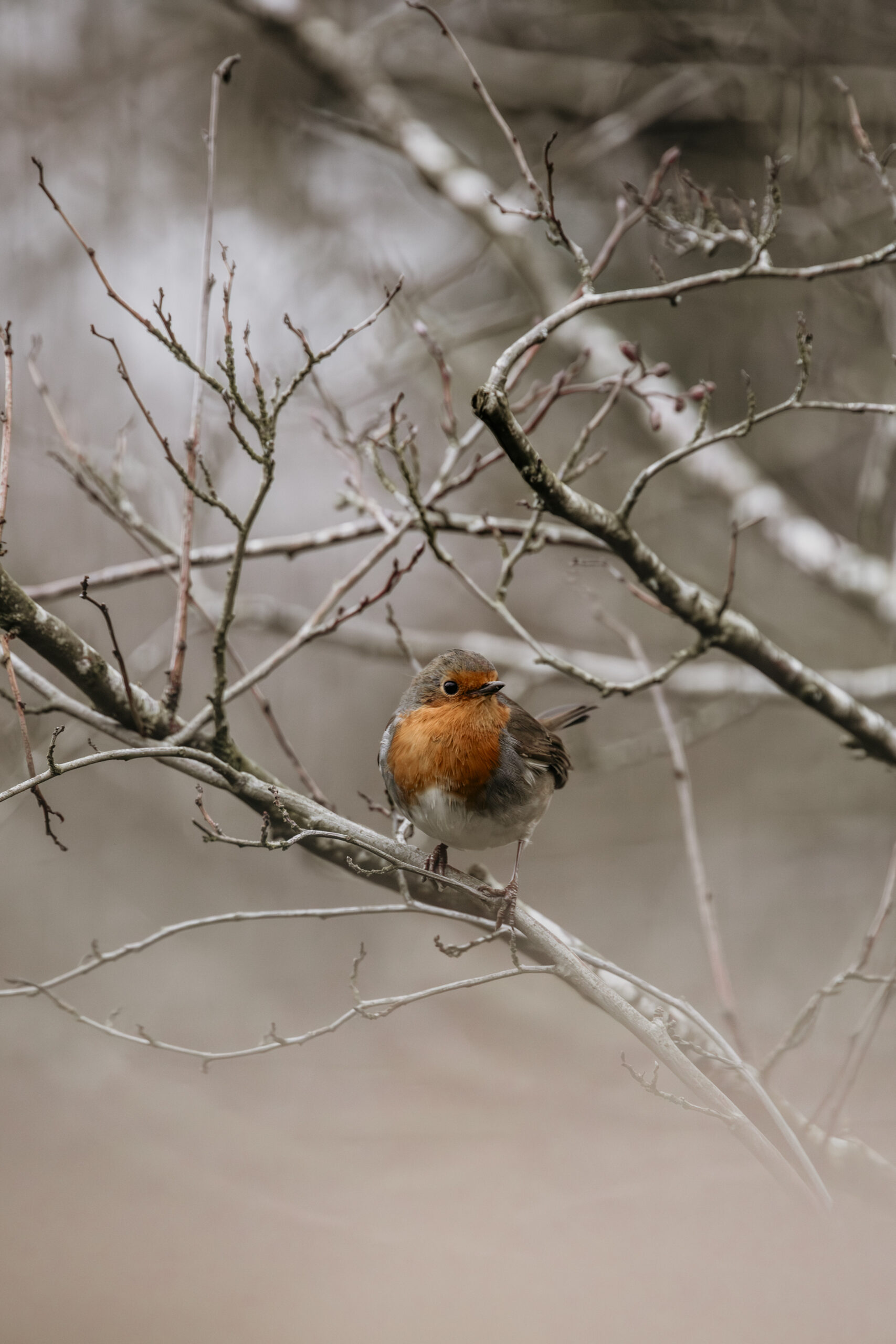 Photograph of a robin on a branch, in the winter