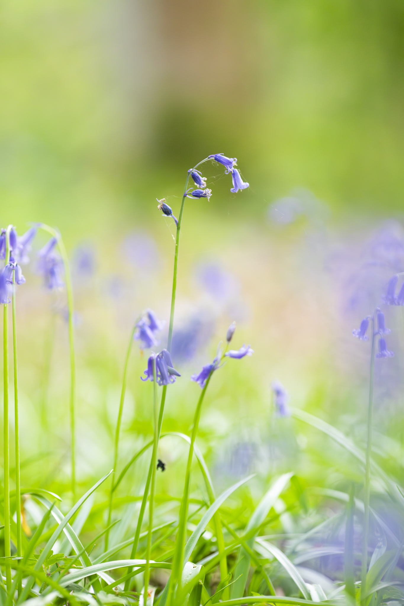 a picture of bluebells with spider web with shallow depth of field