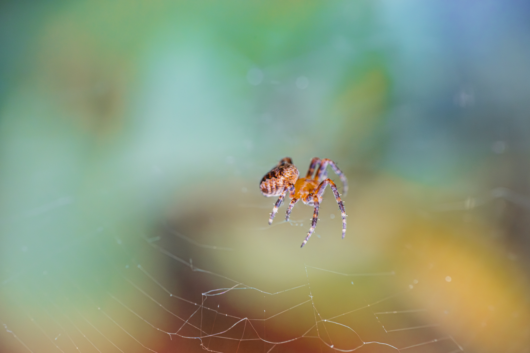 Macro photograph of an orb weaver spider on it's web with a very colourful bright rainbow background