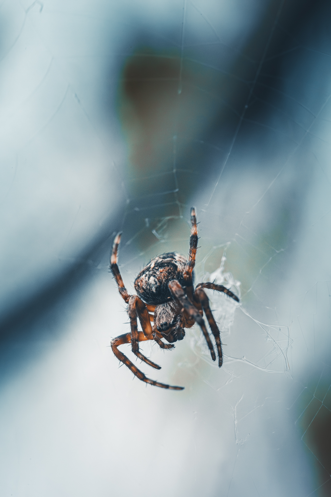 How to start photography on a budget - orb weaver spider macro photograph
