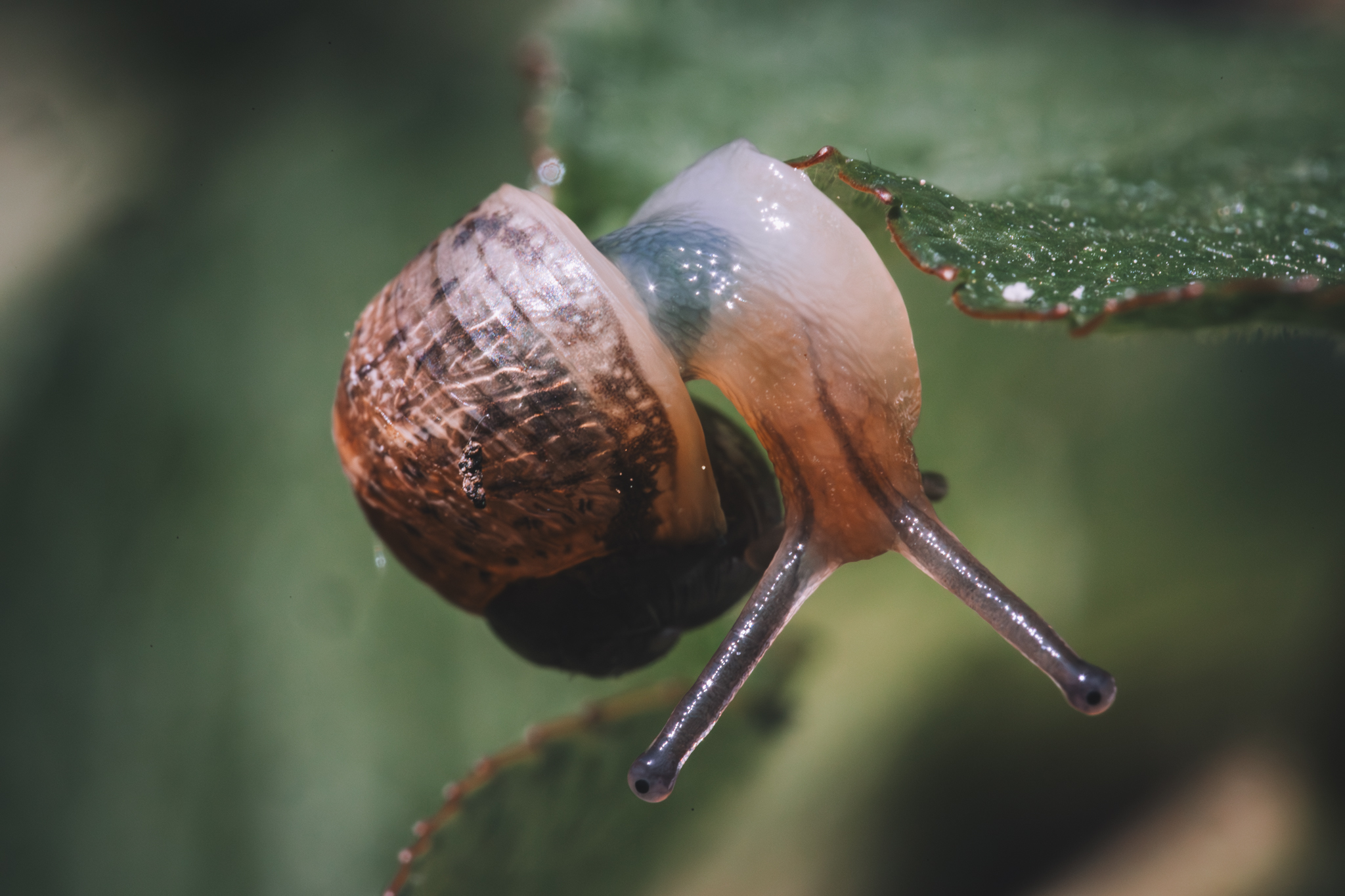 A macro picture of a snail taken with a third-party sigma lens - How to start photography on a budget