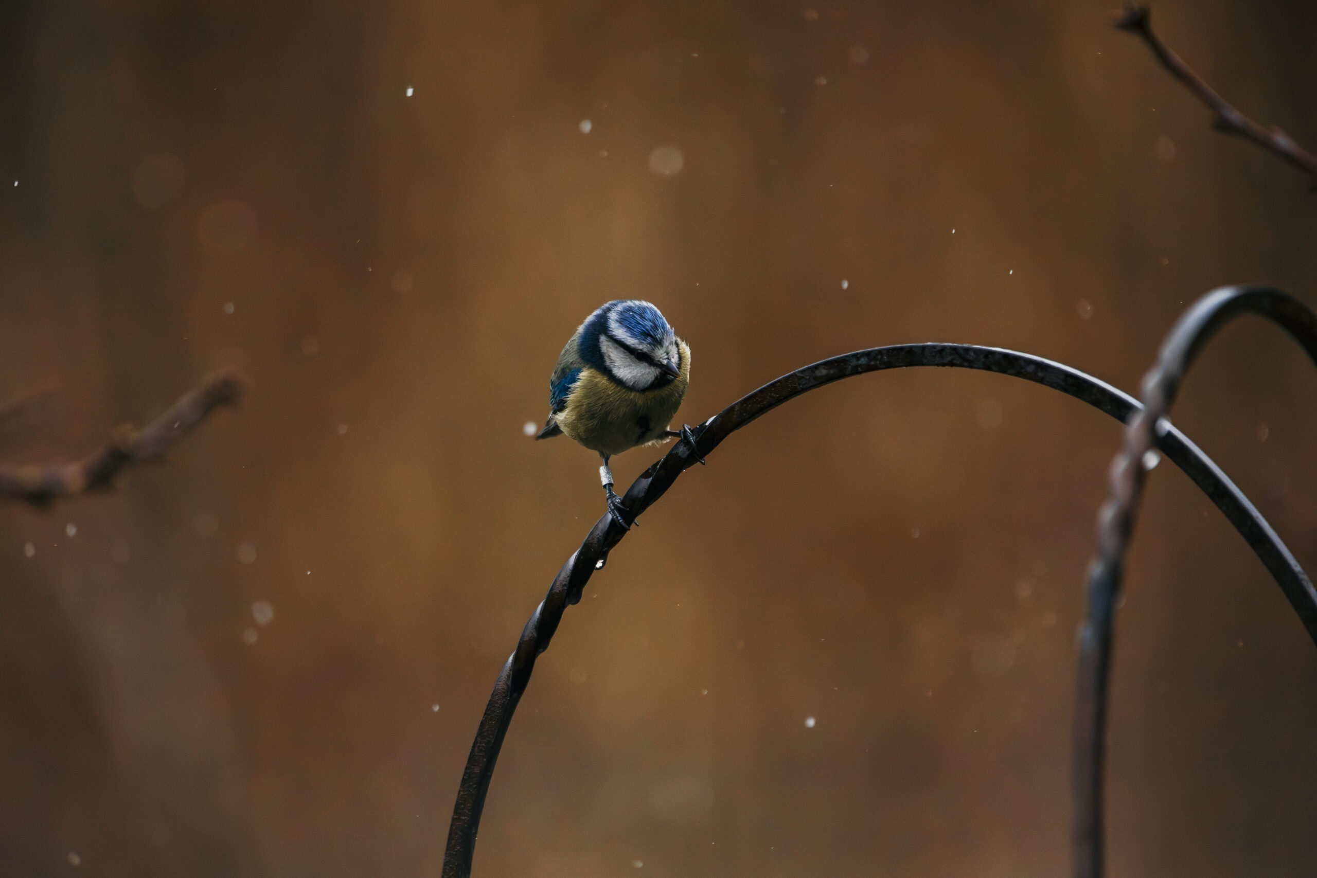 A great tit perched on a bird feeder with rain falling down around it
