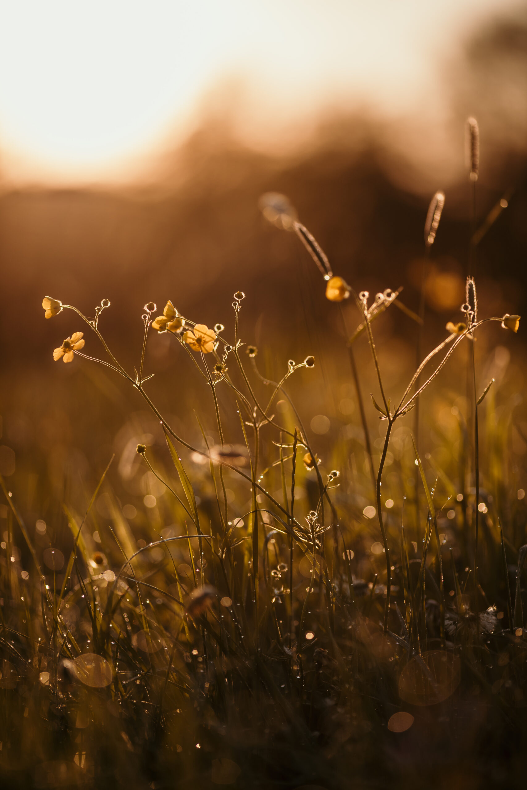 Soft glowy golden hour photograph of a buttercup field at sunrise