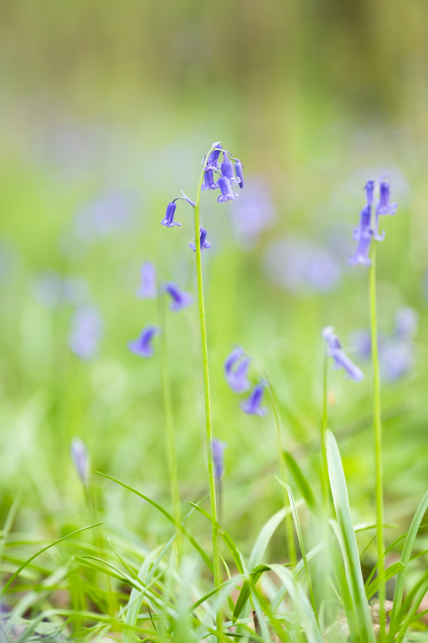 Nature Photography Ideas for Beginners