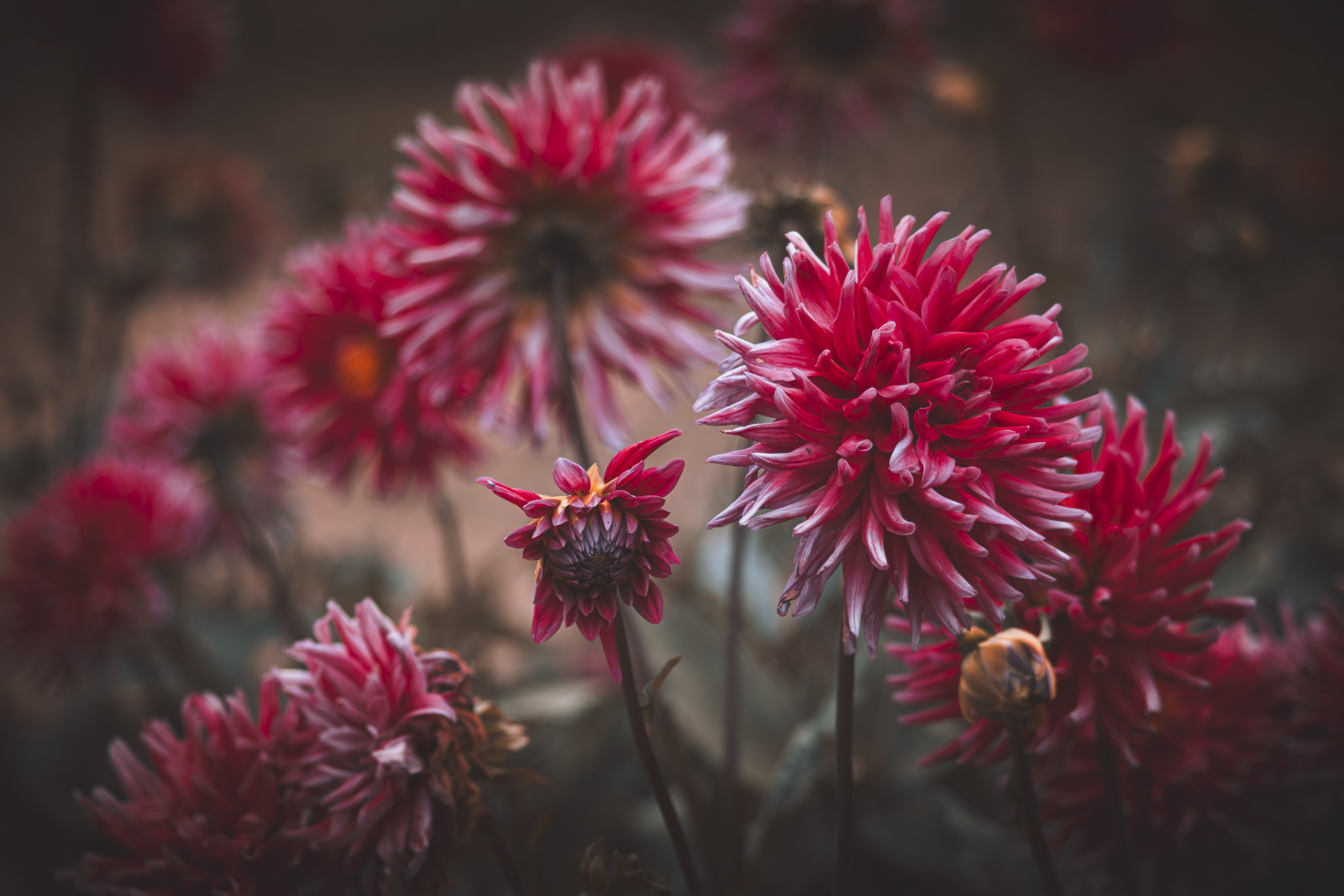 Nature Photography Ideas for Beginners