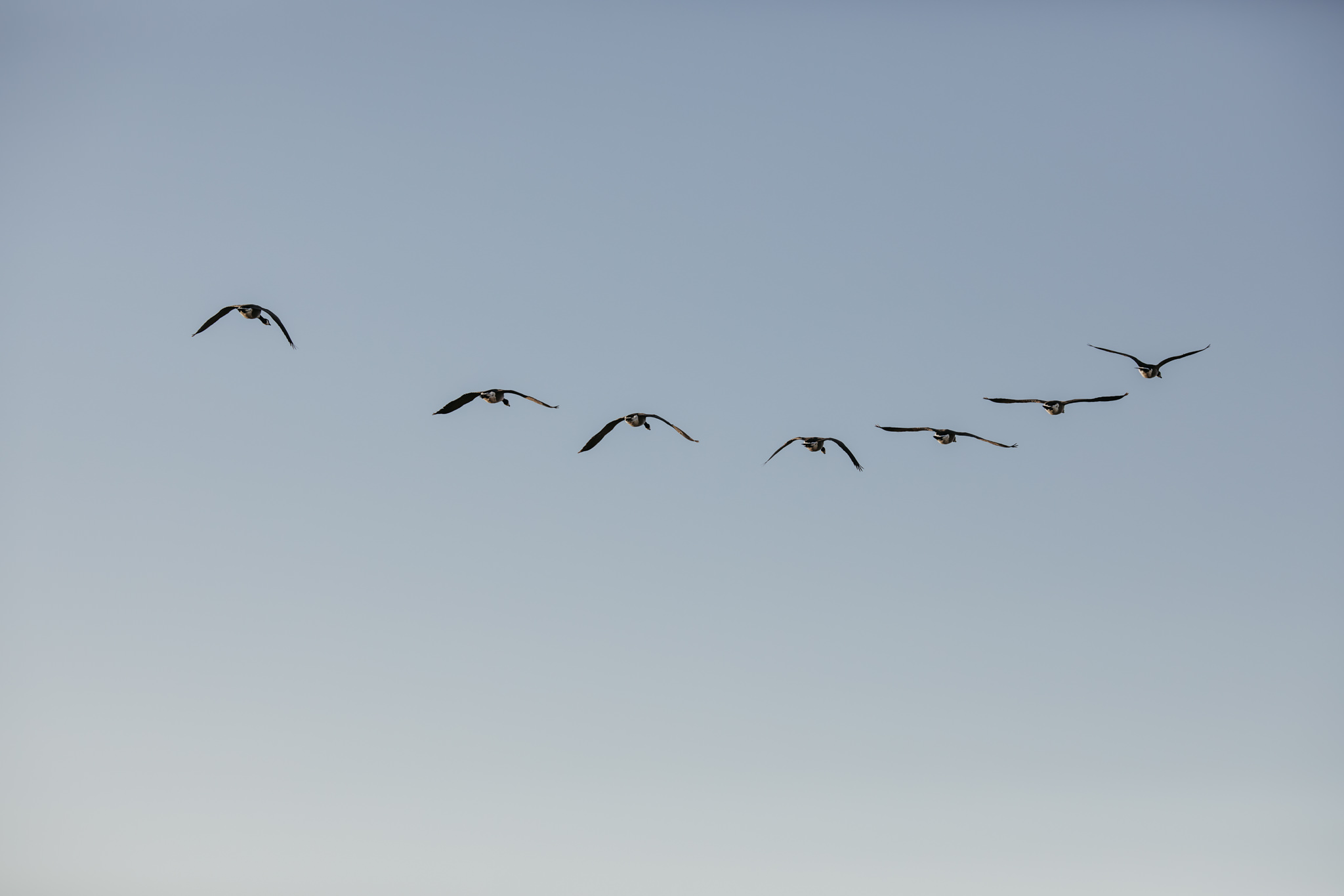 Nature Photography Ideas for Beginners - Canada geese in formation 