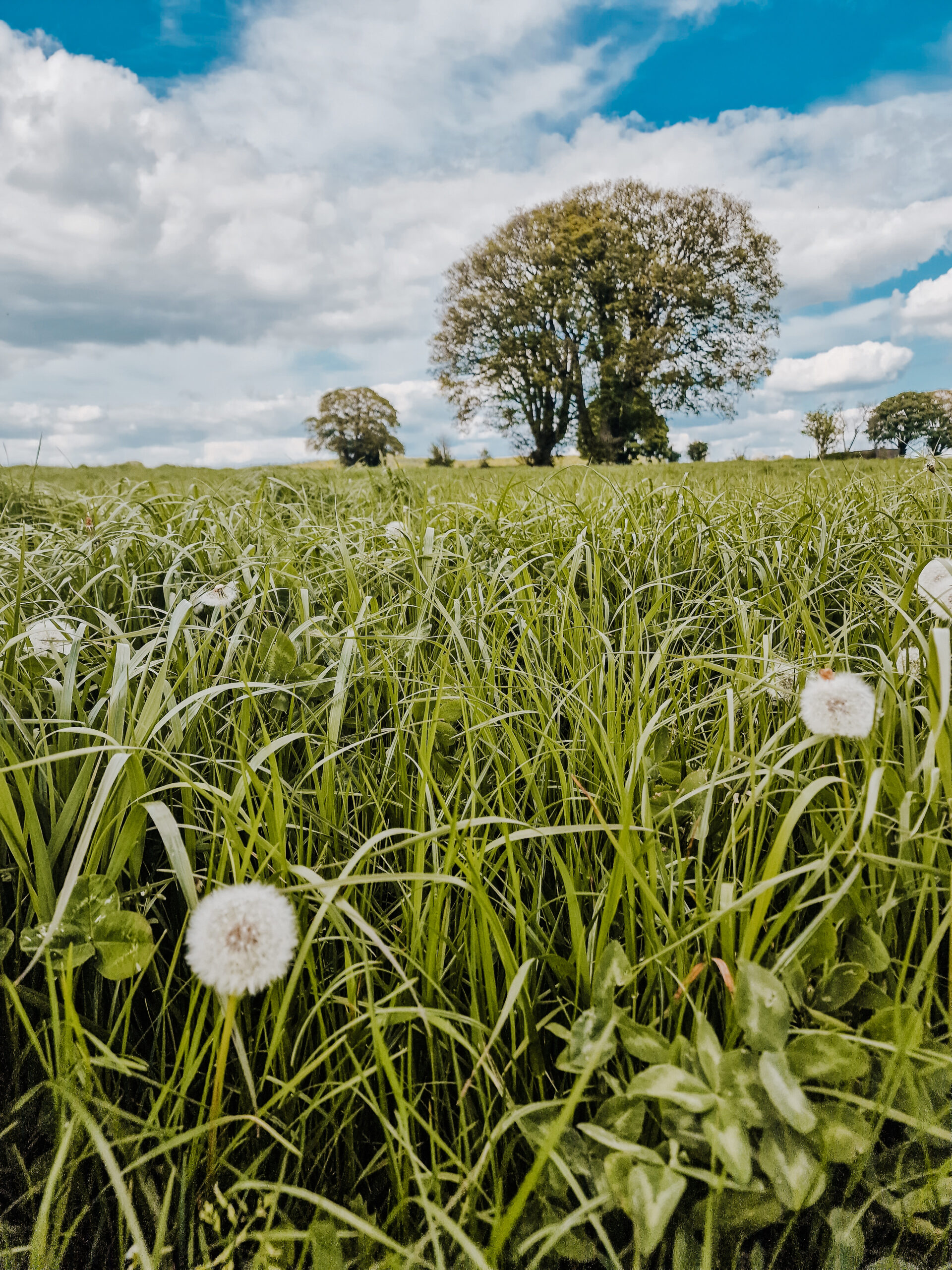 Picture taken from ground level on phone of dandelions and tree