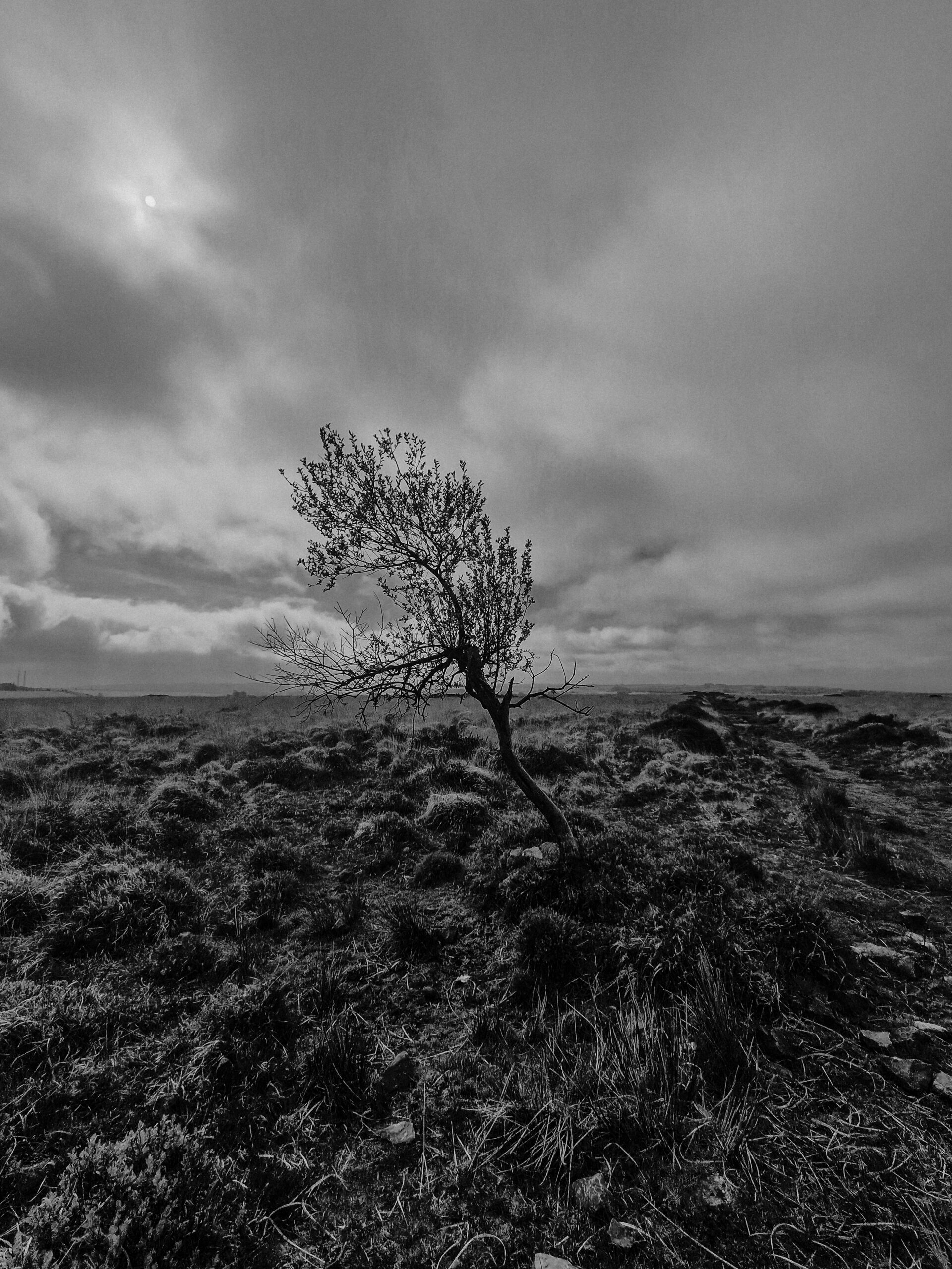 Tree in black and white picture at beacon batch