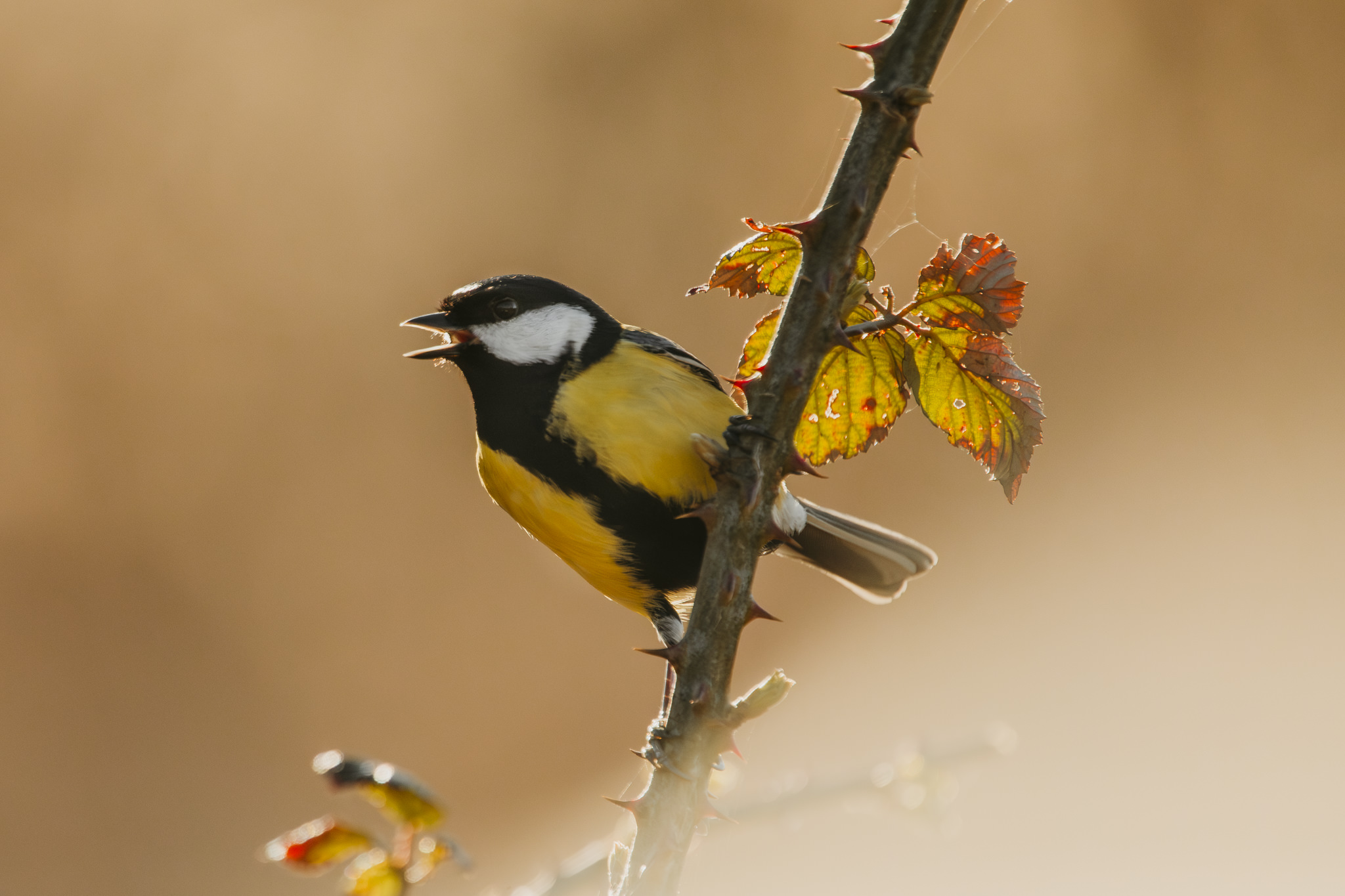 Bird photography with bokeh