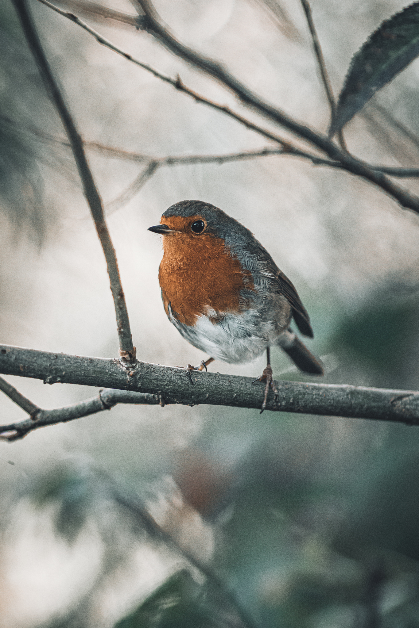 Bird photo demonstrating what is aperture in photography