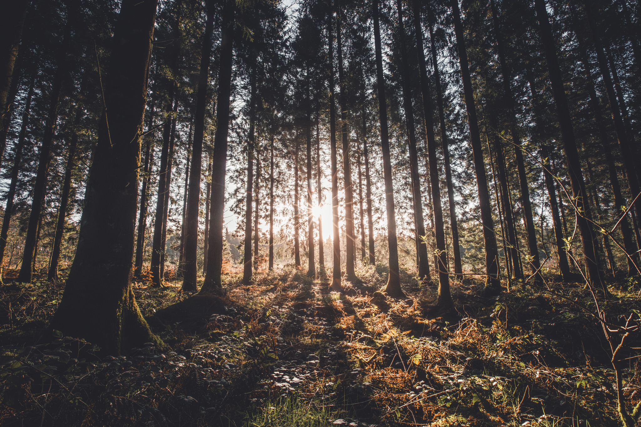 Hiking woodland photography - starburst sunlight peaking through trees