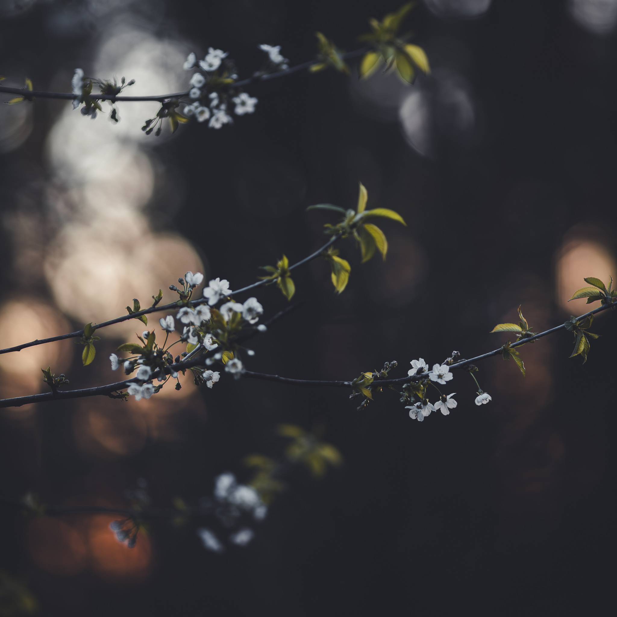 Flower image showing what is aperture in photography
