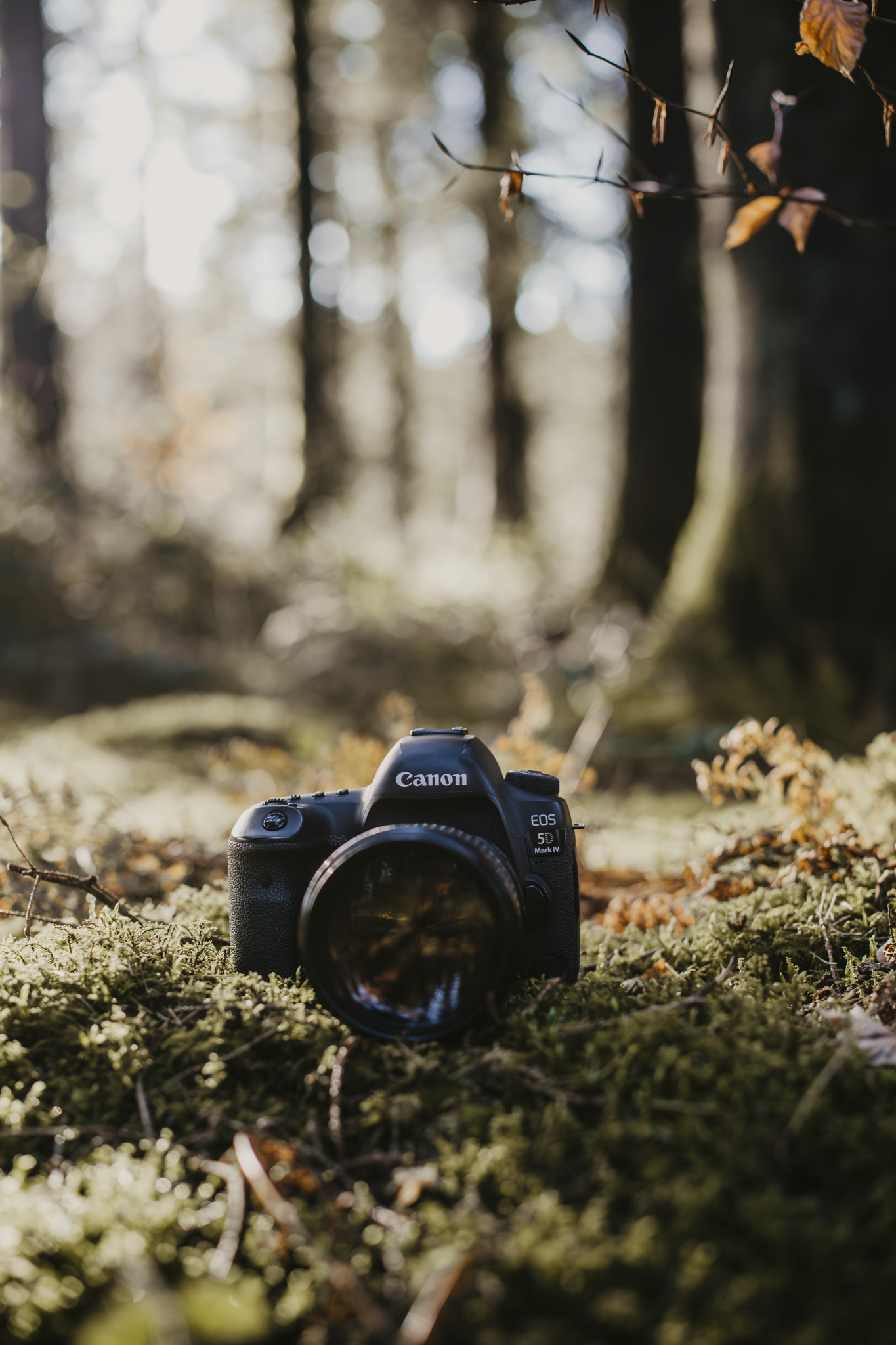 Picture of a Canon 5D Mark IV in the forest.