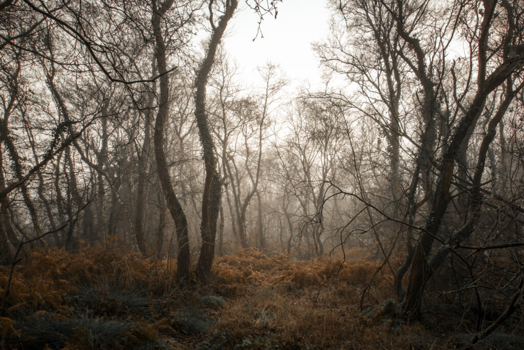 Photography Roadmap
