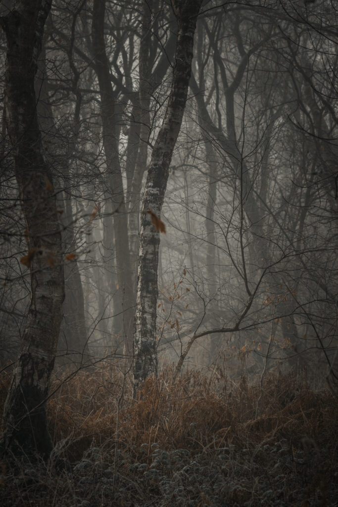 Photography Roadmap